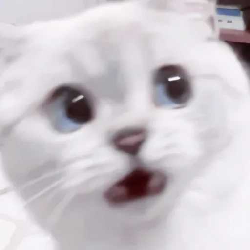 seal, asuka cat, waska cat, meme cat, cute cat meme