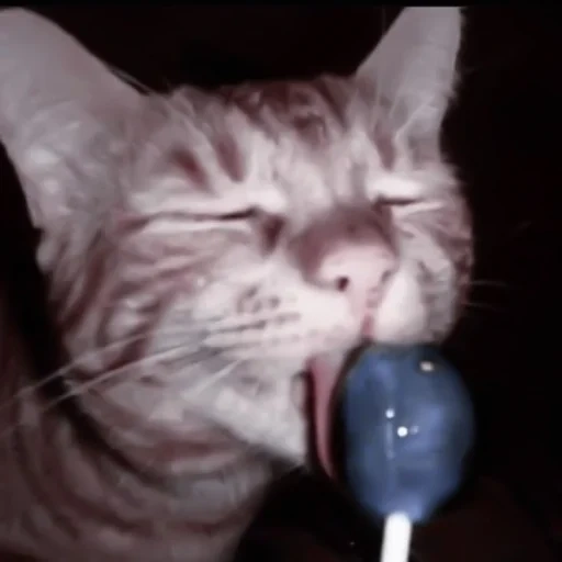 der kater, katzen, katzen, katzen, cat chupa chups