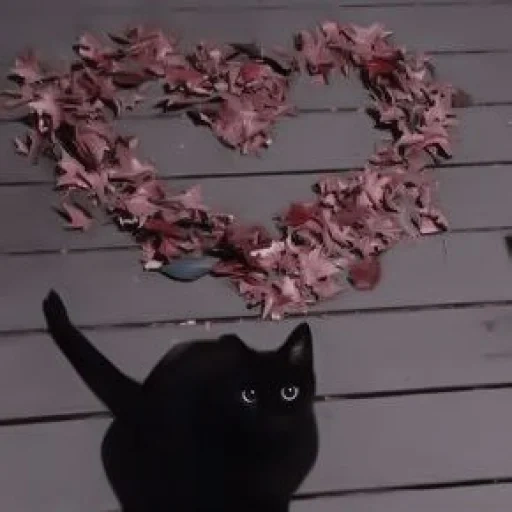 кошка, твиттер, черный кот, кошка кошка, животные коты