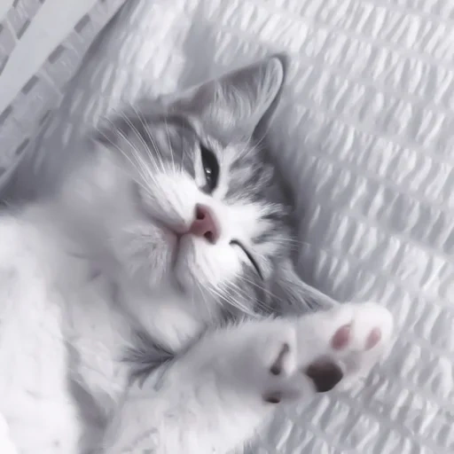 gato, gato, gatito, lindo sello, gatito blanco