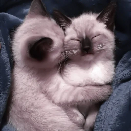 милые котики, сиамский котенок, спокойной ночи малыши, сиамская кошка котенок, сиамские коты обнимаются