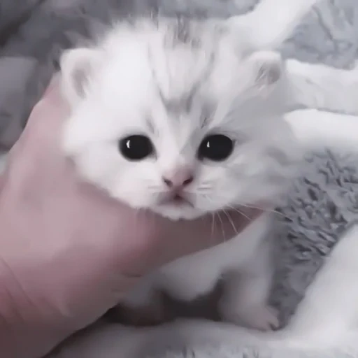 lindo sello, gatito blanco, gato lindo, gato súper lindo, gatito encantador