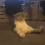cat, kurt, cat, seal, funny cat video