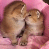 cat, cute cats, kissing kittens, charming kittens, the kittens are cute twins