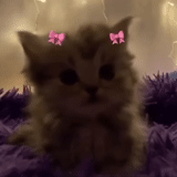 cat, cat, a cat, kitten flowers, the clip is a formidable cat