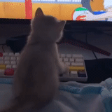 cat, cat, cats, linux cats, charming kittens