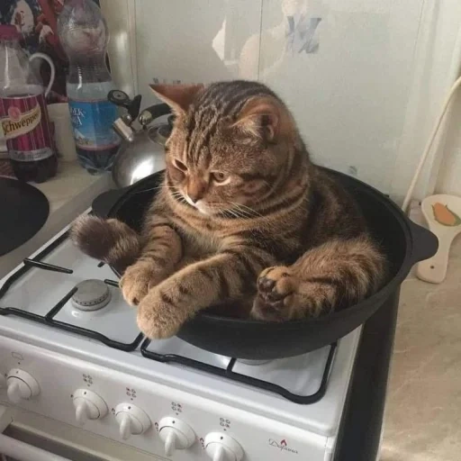 кот, кот кастрюле, кот сковороде, котики смешные, кот сковородке