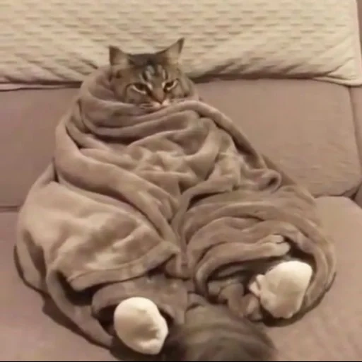 кот, кошка, кот одеяле, котик одеяле, heck forgot my snacks
