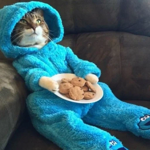 кот, кошка, кот пижаме, животные коты, милые котики смешные
