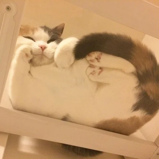 кот, кошка, котики, сон кошки, коты кровати