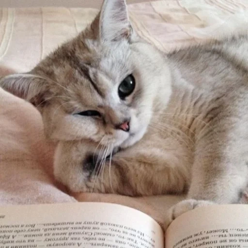 кошка, кот учится, книга котик, читающий кот, кошка читает книгу