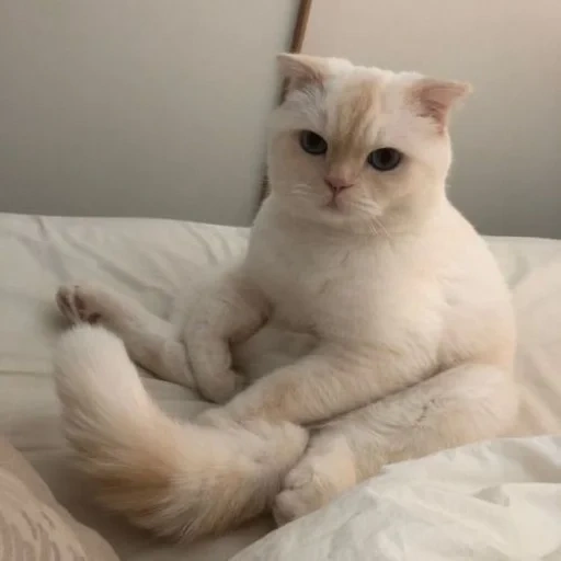 кот, котик, soonmoo, белая кошка, шотландская вислоухая кошка
