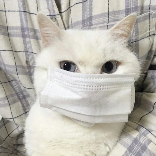 маска котика, кот маске мем, в медицинской маске, кот медицинской маске, кошка белыми перчатками