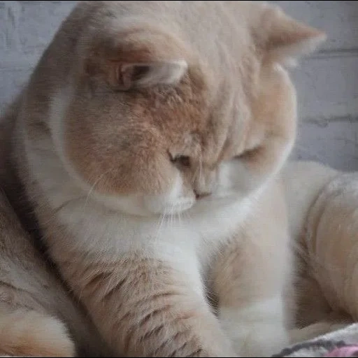животные кошки, толстенький котик, грустный толстый кот