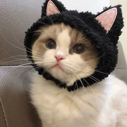 кот, котики, милые котики, котик шапочке, смешные кошки