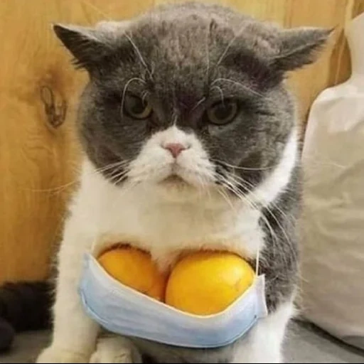 кот, кот кот, кот смешной, смешной котик, кот мандаринами