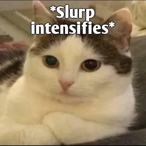 cat, meme cat, a cat, cat ollie, funny cats