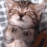 gatto, un bel sigillo, seal dormiente, gatto animale, gatto soddisfatto