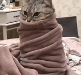 chat, chat, chats drôles, les animaux sont drôles, le chat a enveloppé une couverture