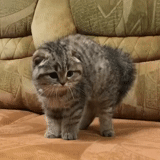 hanging-eared cat, scotch cat, hanging-eared cat, scottish drooping-eared cat, scottish drooping-eared cat