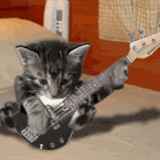 picmix, le chat est de la guitare, chat par guitare, le chat est électrihara, chaton avec un électriaritaire