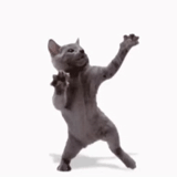 dancing cat, the cat is dancing, dancing cat, dancing cat, the cat is dancing wildly