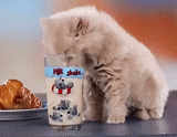kucing, kucing, aku kucing rusia, saya anak kucing rusia, saya anak kucing rusia dalam susu