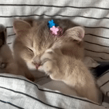 кот, милые кошки, сонный котик, спящий котик, животные милые