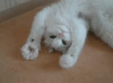 cat, kitten, white cat, cats, scotch cat