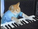 piano chat, clavier, piano chat mem, le chat jouant du piano, le clavier de charlie schmidt cat l'original
