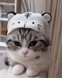 gato fofo, gatos, nyashny cats, um chapéu de gato fofo, gatos fofos são engraçados