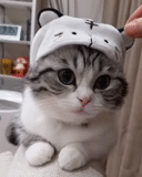 cute cat, cats, lovely seal, baby seal, cute cats are funny