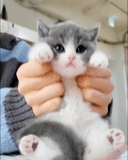 mimi katze, süße katzen, sehr schöne kätzchen, eine süße flauschige katze, charmante kätzchen