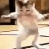 кот, танцующий кот, котенок танцует, кот танцует под музыку