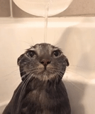 kucing, kucing basah, meme kucing basah, meme kucing basah, kucing lucu itu lucu