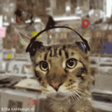 gato, auriculares para gatos, modalidades de auriculares para gatos, auriculares para gatos, corriente de tic-tac de auriculares para gatos