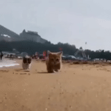 gato, praia, tempestade de broto, praia de nahn, sari hosor 2021