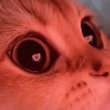 seal, seal, cute cat meme, cat memes are cute, a charming kitten