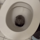 kucing, toilet, toilet, keadaan
