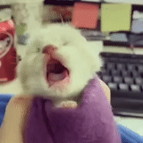 hamster, rabbit teeth, angry hamster, animals are ridiculous, yawning hamster cute