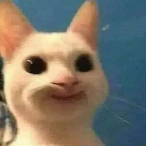 gatos, meme de gato, meme gatito, memes de gatos, memic lindo gato