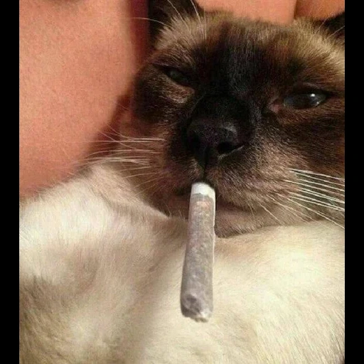 chats, vapeur, chat, le chat est une cigarette, chats couchés