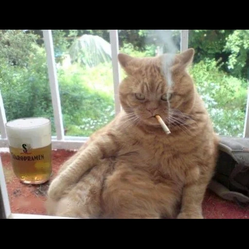 кот, котик, кот куряга, курящий кот, кот сигаретой