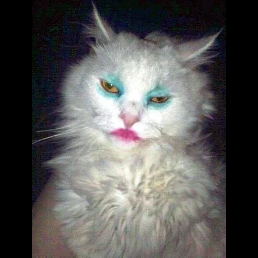 gato, gato pintado, gato maluco, gatos fofos são engraçados, lábios pintados com gatos