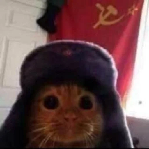 gatto, gatto, cat malvagio, orecchini per cani, orecchini per cani in urss