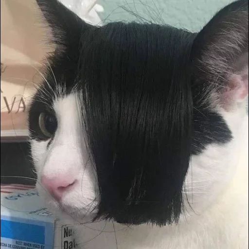 gato, emo, gato gótico, gato emo, punk de gato