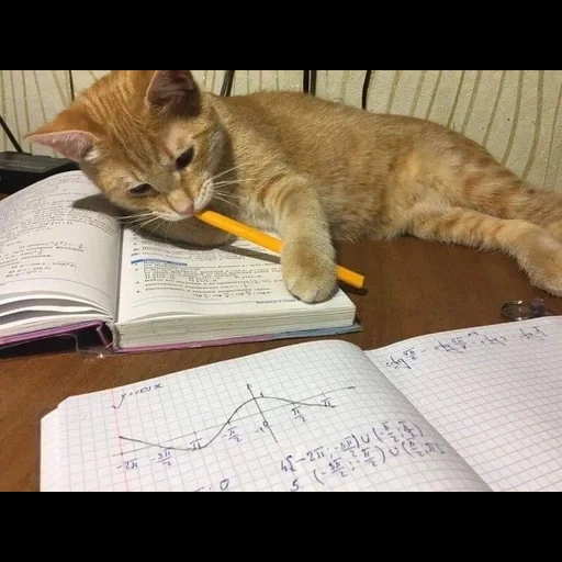 кошка, барся кот, работящий кот, кот учит уроки, котик лежит тетради