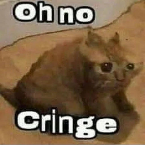 cringe cat, ups meme cat, ou know crinjus, kitten hehe meme original, oh no shame for sham oh no cringe