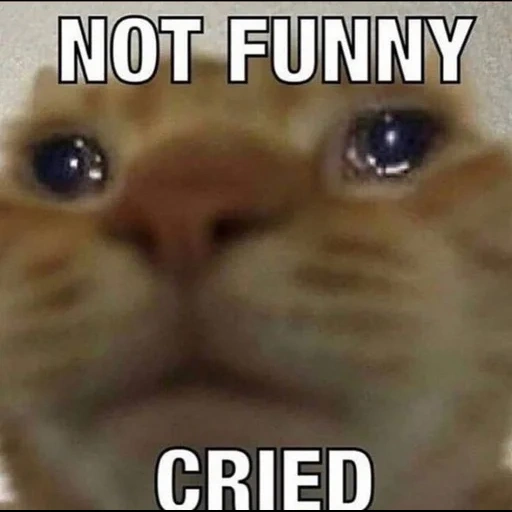 katze, katzenmeme, die katze der memes, katze, mem crying cat