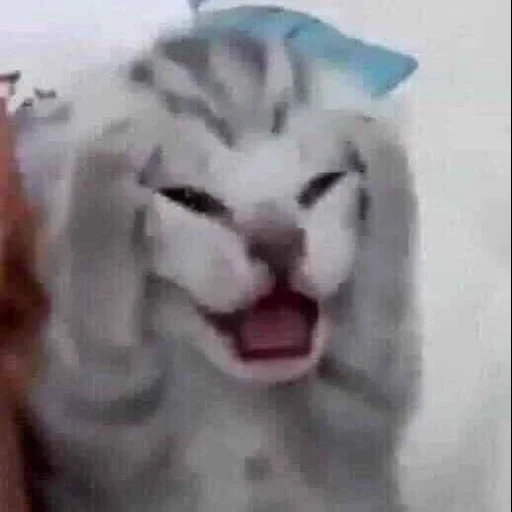 gato, gatos, gato gato, o gato é engraçado, meme de gatinho